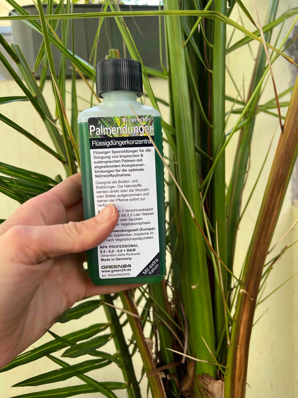 Hand hält eine Flasche getesteten Palmendünger vor einer Palme.