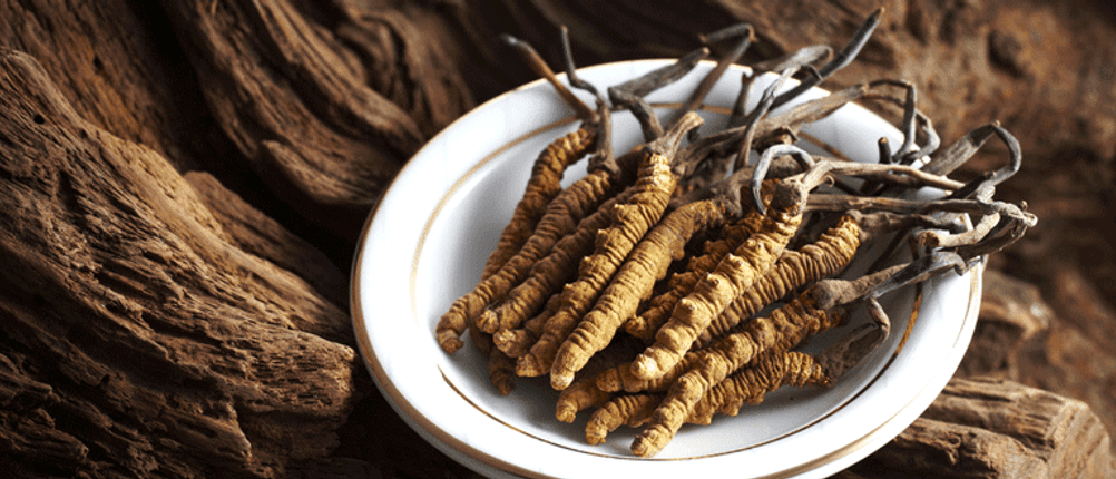 dunkelbraune getestete Cordyceps in Raupen