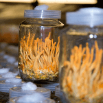 Cordyceps-Test: In zwei Gläsern wird der Cordyceps-Pilz kultiviert. 