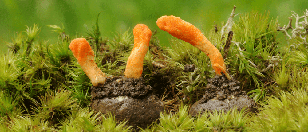 Cordyceps-Test: drei Cordyceps-Pilze wachsen auf Moos. 