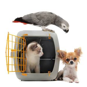 Katzentransportbox günstig