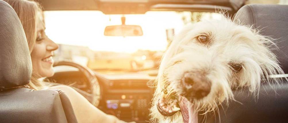 Bezaubernder Hund auf Beifahrersitz