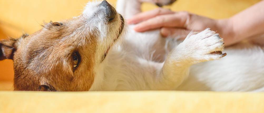 Darmsanierung Hund Test