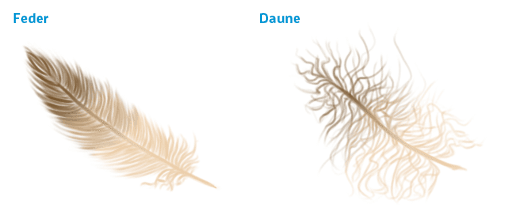 Daunendecken Test & Vergleich Top 10