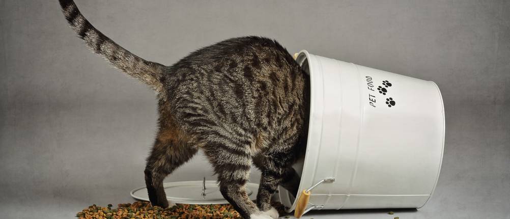 Dehner-Katzenfutter-Test