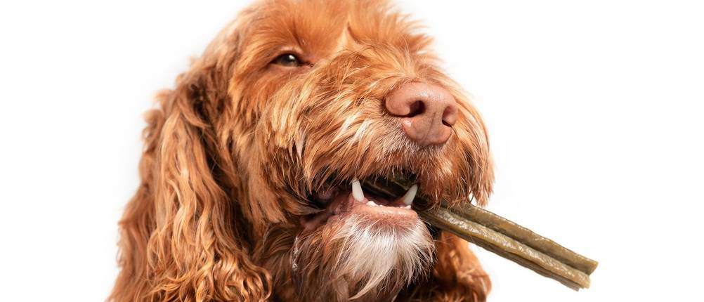 Dental-Sticks-für-Hunde-Test