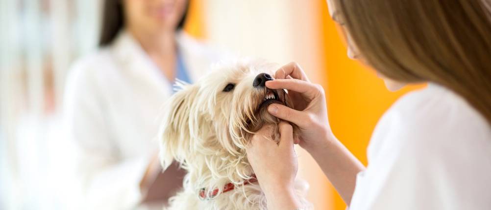 Dentalspray-Hund-Test
