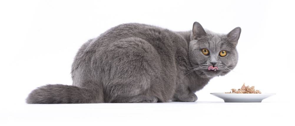 Diätfutter Katze Test