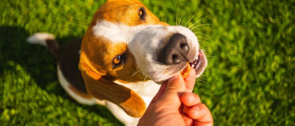 dibo-hundefutter-test