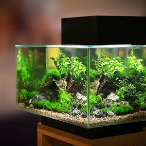 für perfekte bedingungen im aquarium: lampe an schaltzeituhr