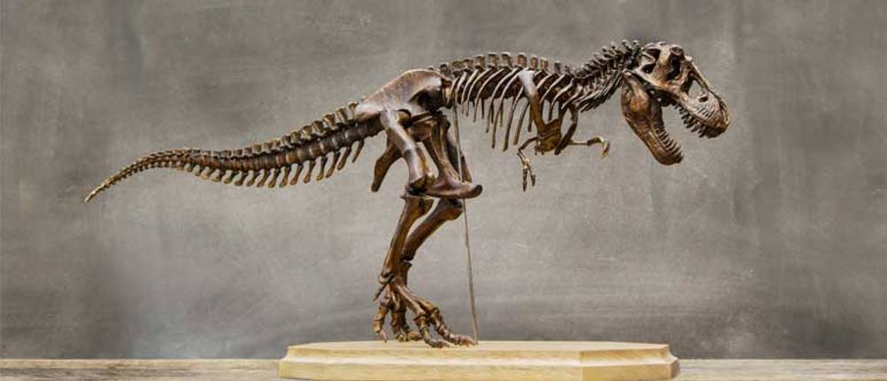dinosaurier-skelett-test