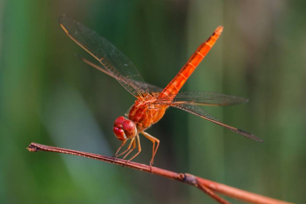 dragonfly-makroobjektiv