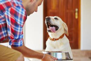 Hunde sind von Natur aus Allesfresser.