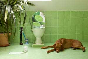 dusch-wc-geruch