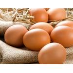 Egg Protein Eiweißpulver