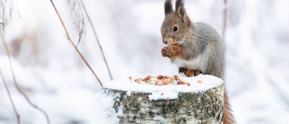 Eichhörnchen-Futter-Test