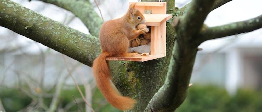 Eichhörnchen-Futterhaus im Test: Ein Eichhörnchen sitzt vor einem hellbraunen Futterhaus aus Holz, das in einem Baum aufgehängt ist.