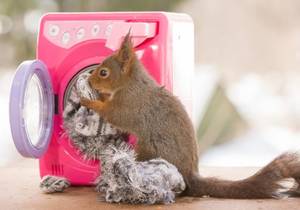 Eichhörnchen macht Wäsche