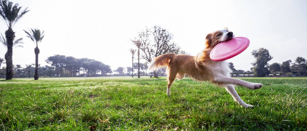 Hundesnack test
