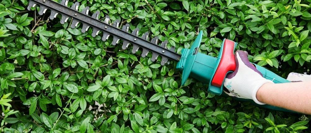 Bosch-Heckenscheren-Test: Eine Heckenschere vor einer grünen Hecke.