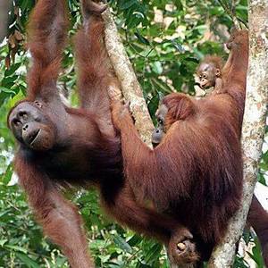 elisabeth-stanzer-orang-utans