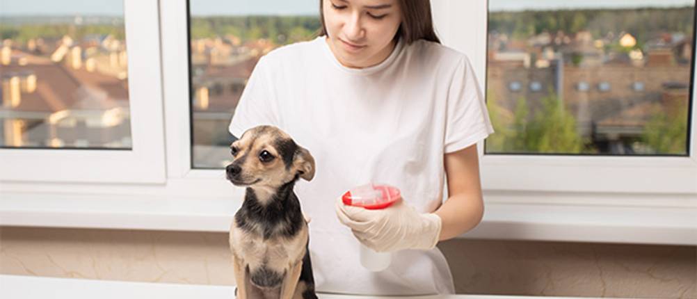 Entfilzungsspray für Hunde im Test: Eine junge Frau besprüht einen Hund mit Spray auf einem Balkon. 