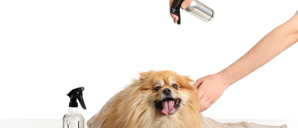 Entfilzungsspray-Hund-Test: Ein kleiner hechelnder Hund liegt auf einer weißen Oberfläche. Neben ihm liegen ein Handtuch, eine Bürste, ein Kamm und eine Sprühflasche. Von rechts oben ragt ein Arm mit einer Sprühflasche ins Bild, darunter kommt der zweite Arm und berührt den Hund. 