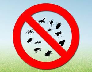 Insektenspray Spinnen schädlingsfrei