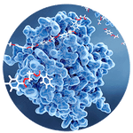 fleckenentferner enzyme