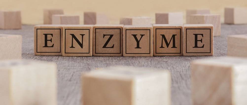 enzyme