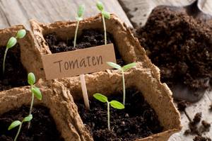 Anzuchttopg getestet: Junge Tomatenpflanzen wachsen in Torftöpfen.