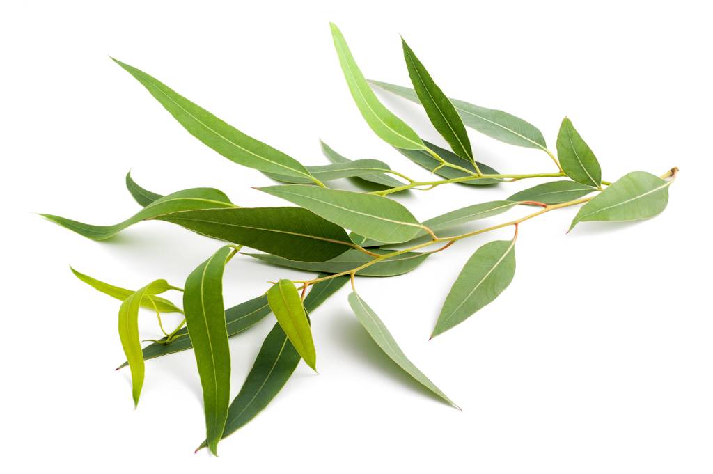 Eukalyptus