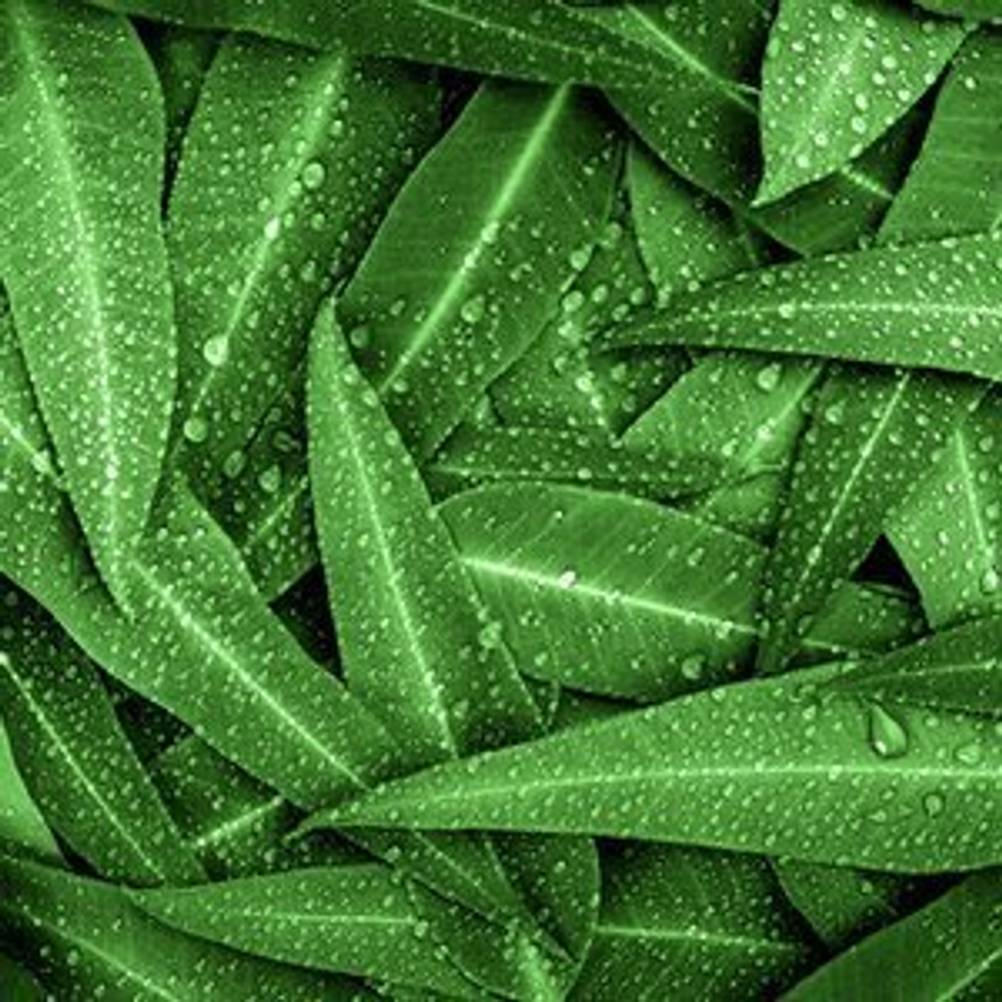 eukalyptus-neutralisiert