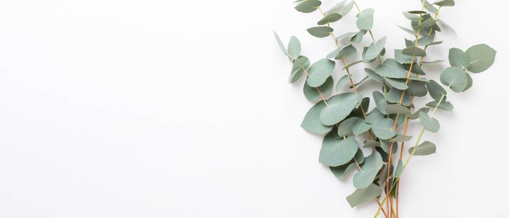 Eukalyptus-Samen-Test