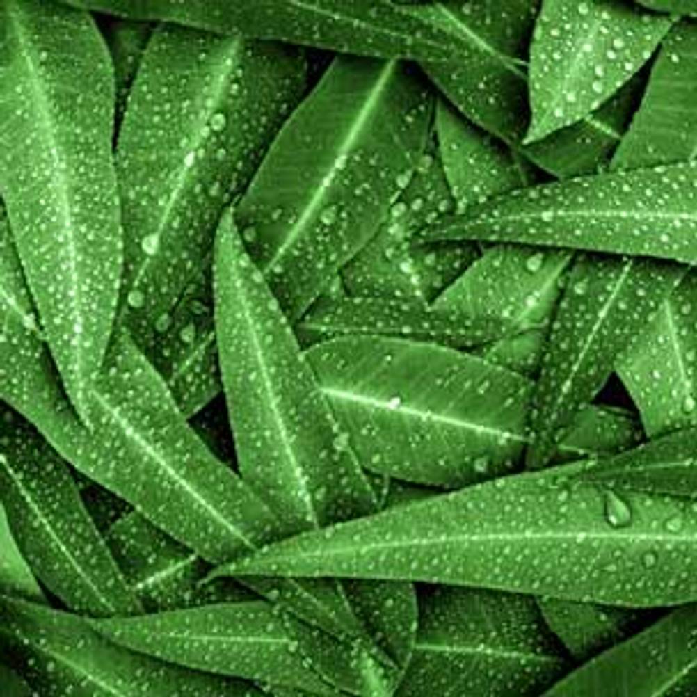 duftstoff menthol eukalyptusblaätter