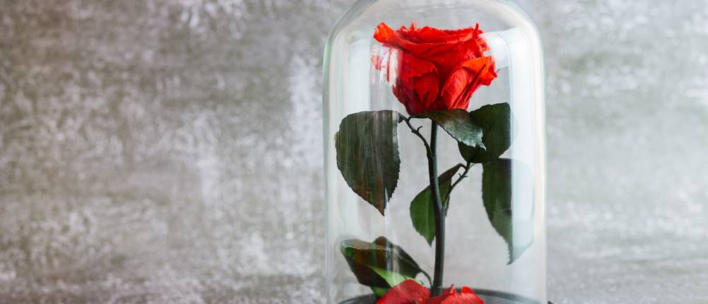 Ewige Rose Test