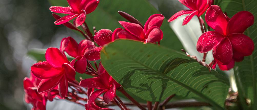 exotische Blumen test