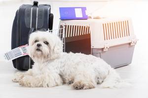 Bei Flugreisen bietet sich eine günstige faltbare Hundebox für die Unterbringung Ihres Vierbeiners an.
