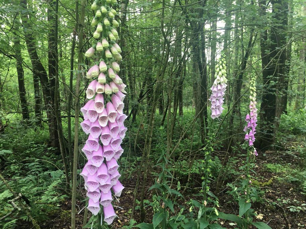 Exotische Blumen im Test: mehrere Fingerhut-Pflanzen in einem Wald.