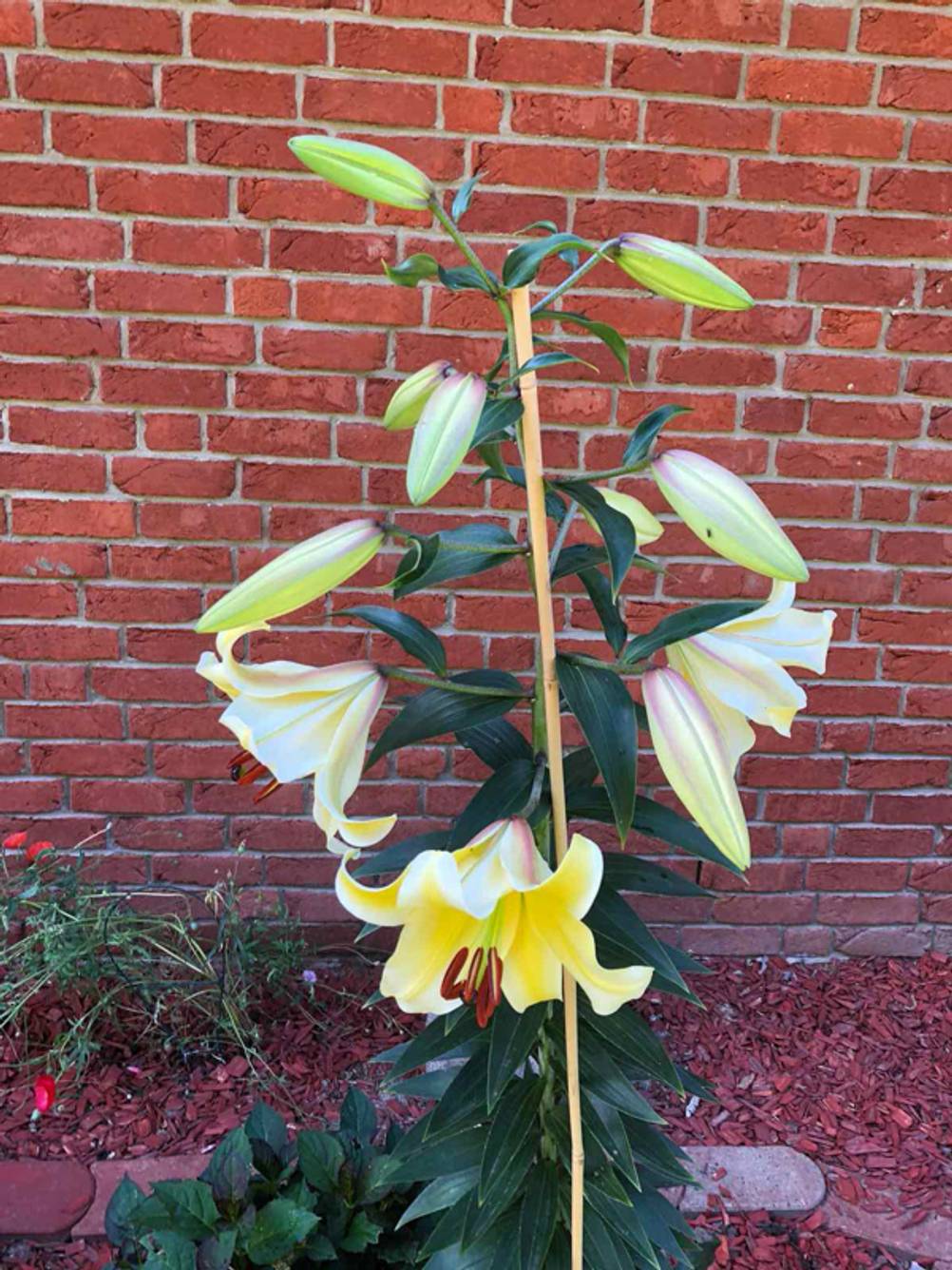 Getestet: exotische Blumen in Gelb vor einer roten Klinker-Hauswand.