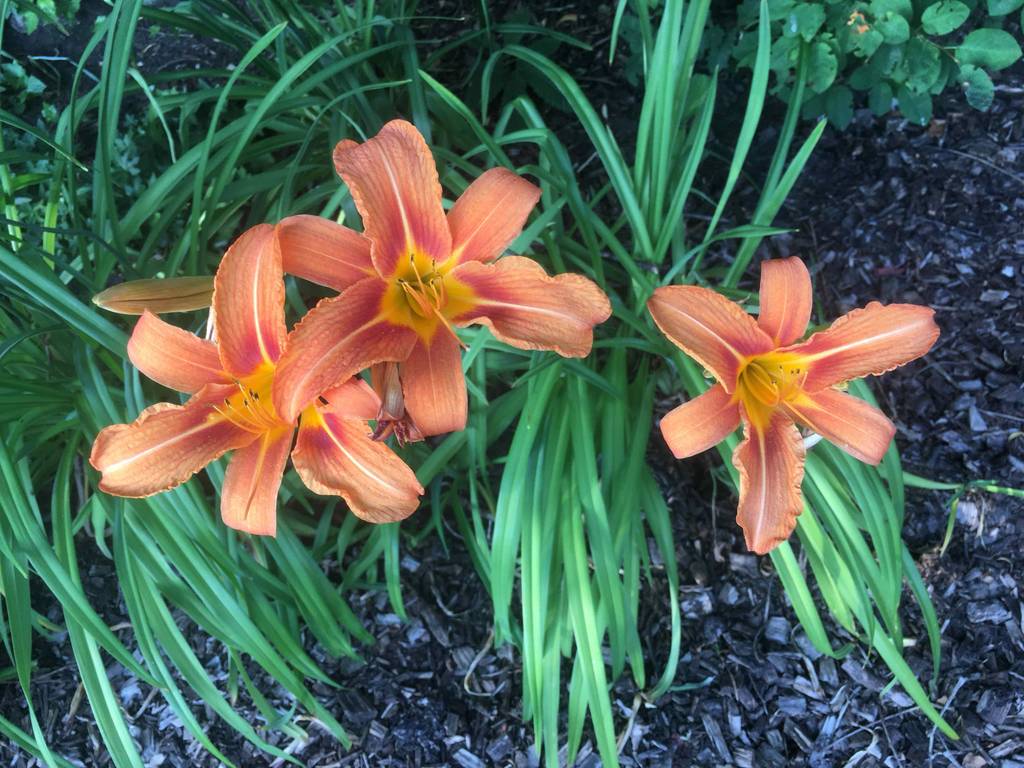 Getestete exotische Blumen in Orange auf der Gartenerde.