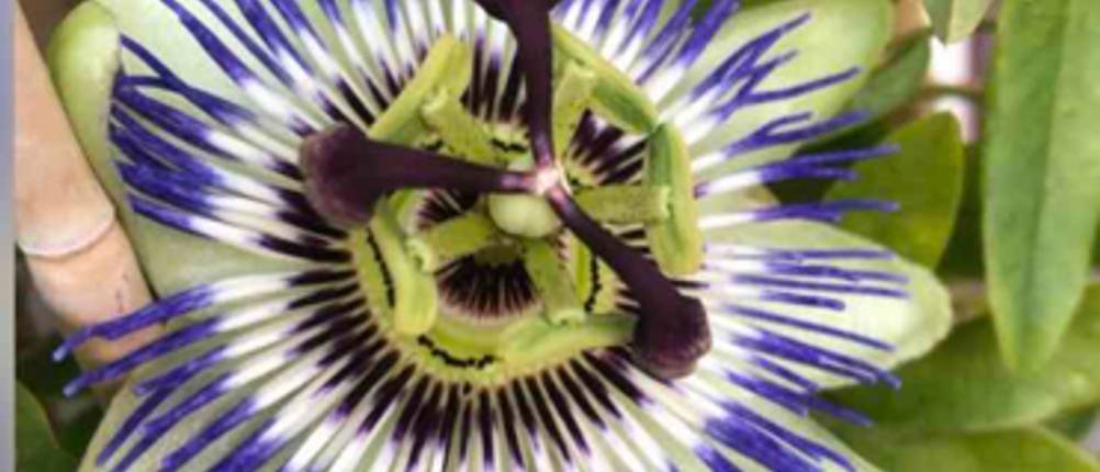 Im Test: exotische Blumen; Passflora-Blüte im Detail.