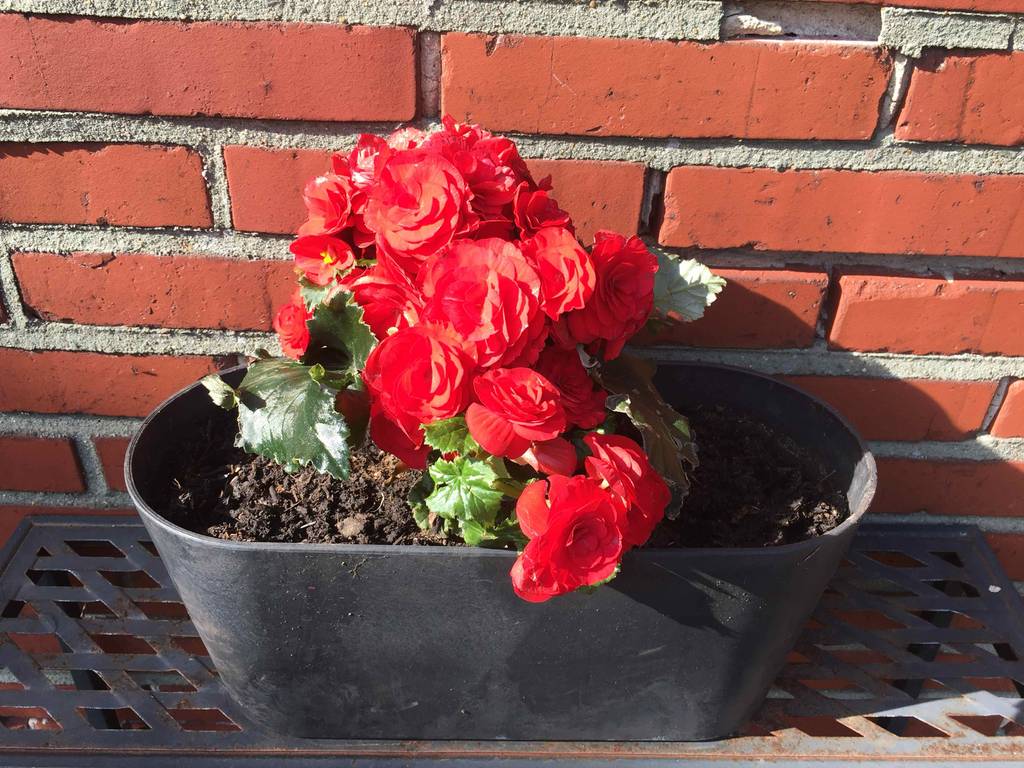 Exotische Blumen im Test: Eine Pflanze mit roten Blüten befindet sich in einem Blumentopf.
