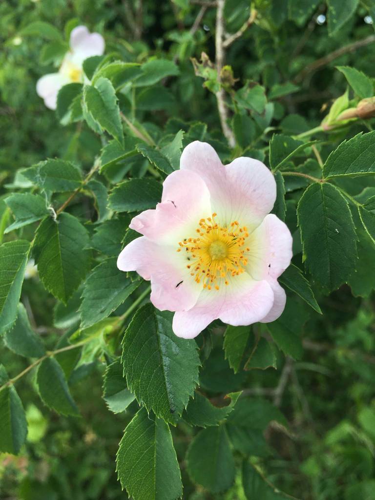 Eine exotische Blume der wilden Rose aus der Nähe fotografiert.