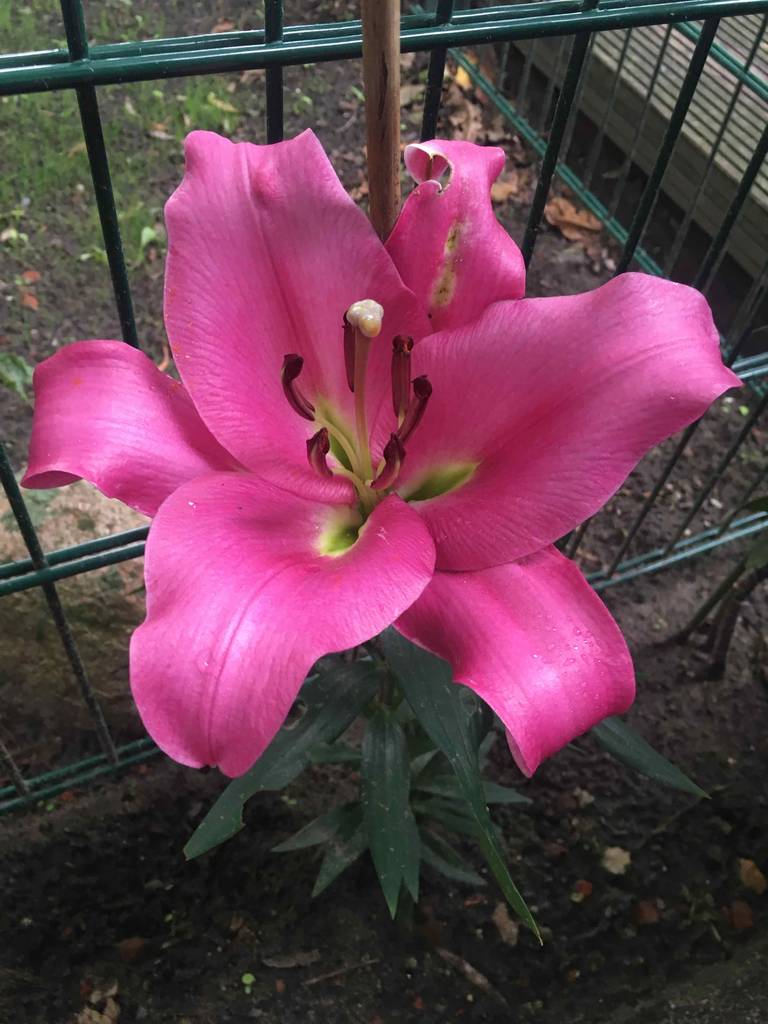 Eine rosafarbene exotische Blume, im Test, steht auf der Erde.