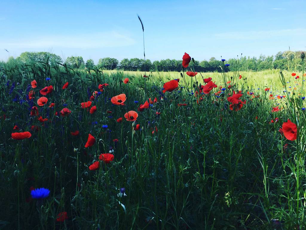 Getestet: exotische Blumen auf einem Feld.