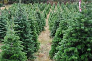Weihnachtsbaumfarm
