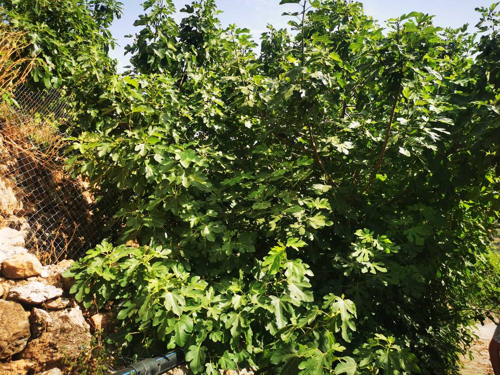 Ein getesteter Feigenbaum in einem Garten.