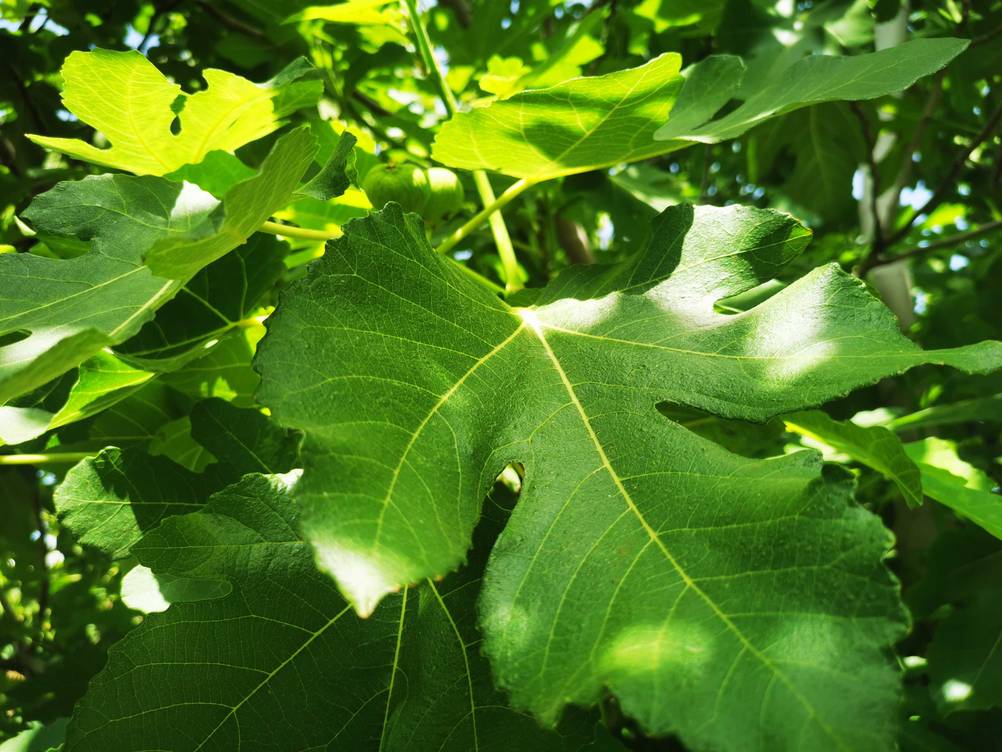 Feigenbaum getestet: Nahaufnahme eines Blattes.