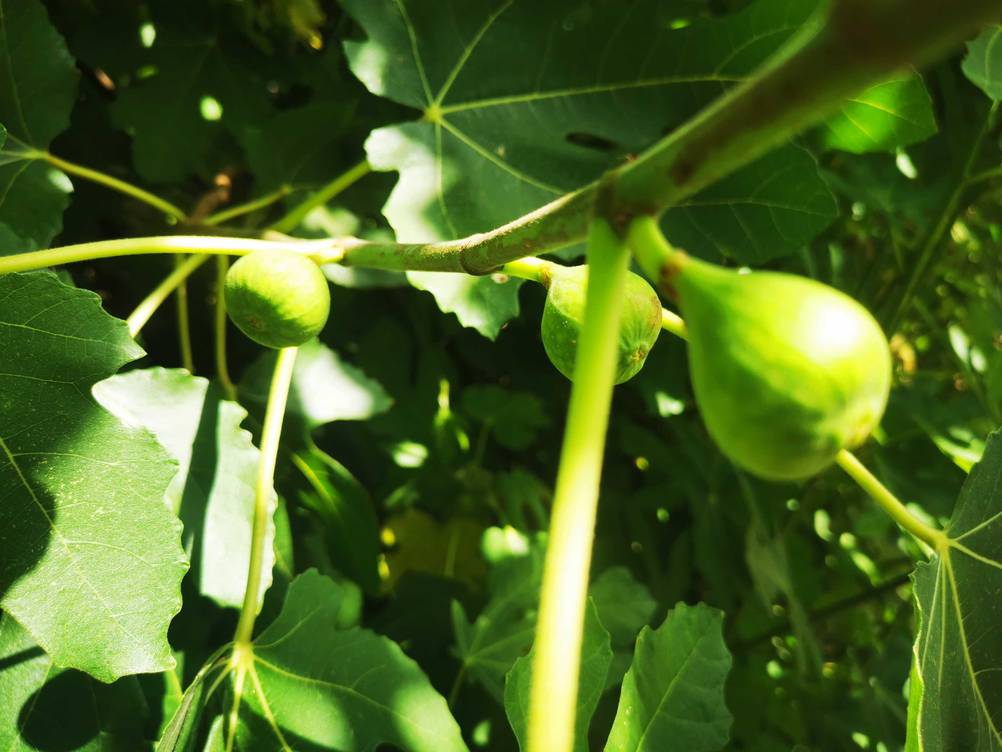 Mehrere Feigen hängen an dem getesteten Feigenbaum.